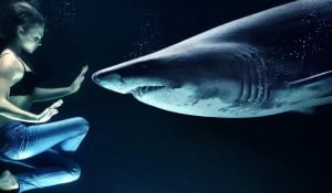 Beware the teeth of Loan sharks in South Africa
